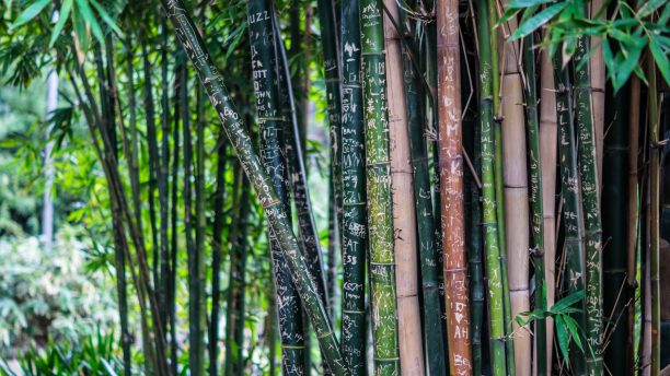 Why Bamboo is Used as a Building Material