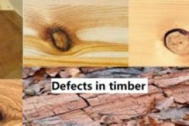 Defects in timber | Causes of timber defects